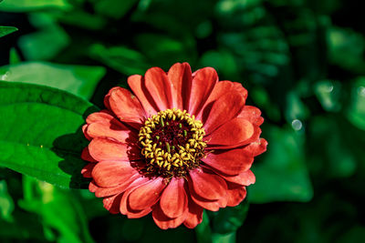 Close-up of red flower