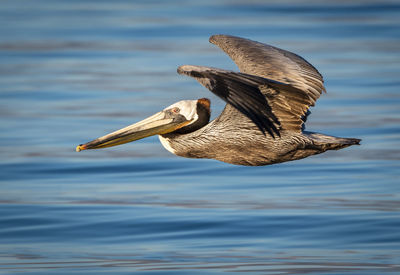 Brown pelican flying over the salton sea