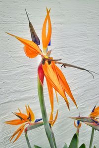 Close-up of orange day lily blooming outdoors