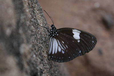 Close-up of butterfly