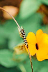 Close-up of insect on yellow flower