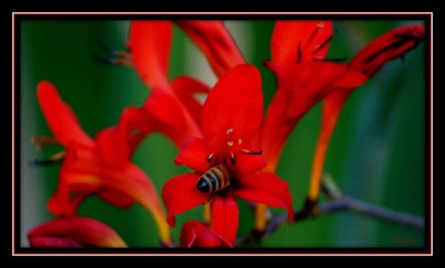 Close-up of red flower