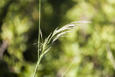 Close-up of crops on field