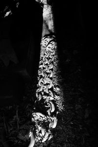 Close-up of tree in forest