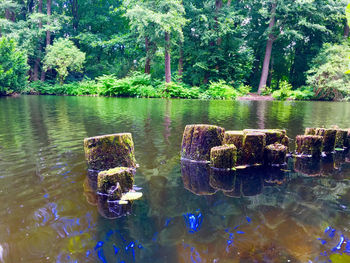 Reflection of trees in lake