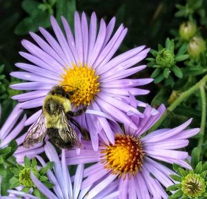 Close-up of bee on purple flower