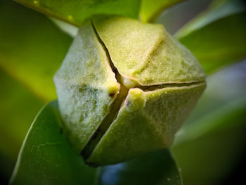 Close-up of wet leaf