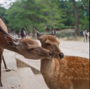 Close-up of deer