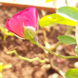 Close-up of pink flower