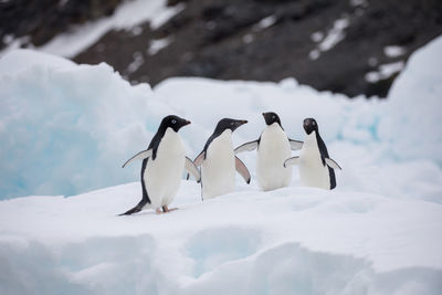 Penguins perching on snowy field