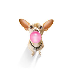 Portrait of a dog against white background