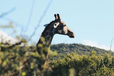 Close-up of giraffe on tree against sky
