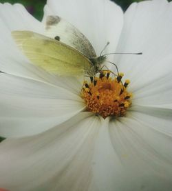 Close-up of insect on flower