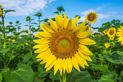 Close-up of fresh sunflower blooming in field against sky