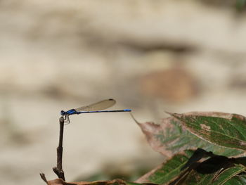 Close-up of grasshopper