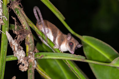 Close-up of a lizard on branch