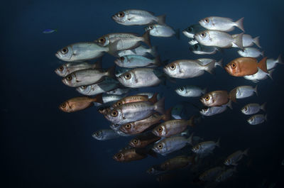 Close-up of fish swimming against black background