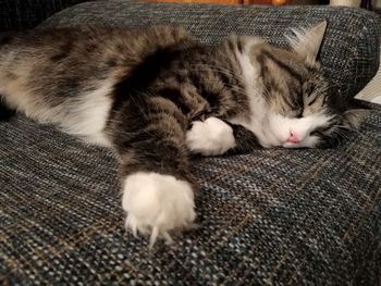 Close-up of cat sleeping at home