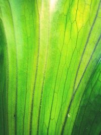 Full frame shot of palm leaf