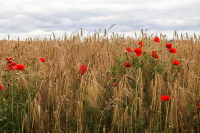 Poppies growing on field against sky