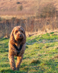 Cockapoo dog walking in a field enjoying the last of the evening light
