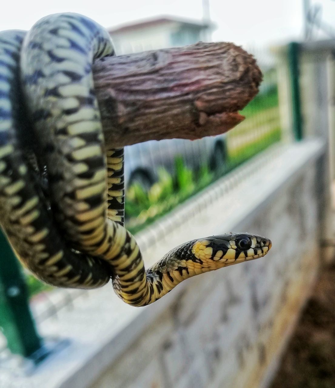 CLOSE-UP OF SNAKE ON RAILING