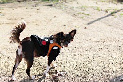 Dog standing on field