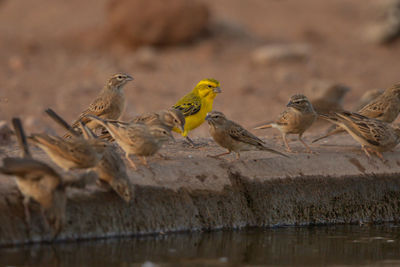 Birds perching on a water