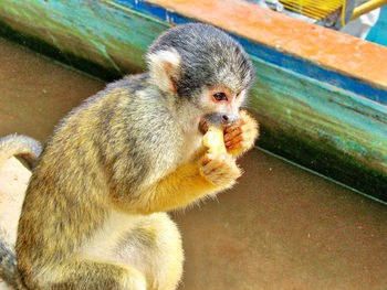 Close-up of squirrel