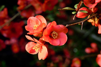 Close-up of red flowering plant