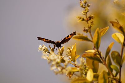 Close-up of butterfly pollinating flower