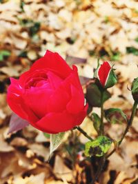 Close-up of red rose