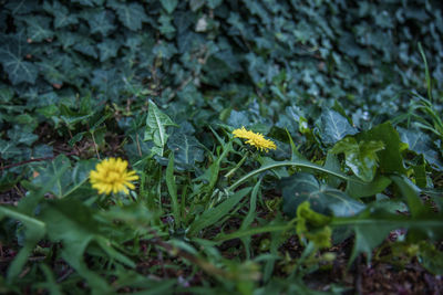 Full frame shot of flowering plants on land