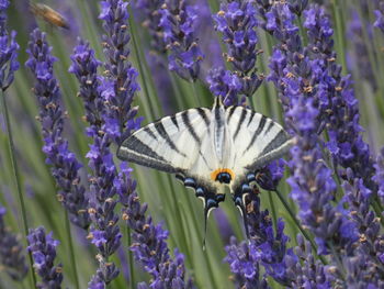 Close-up of butterfly pollinating on purple flowering plants