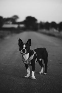 Portrait of a dog