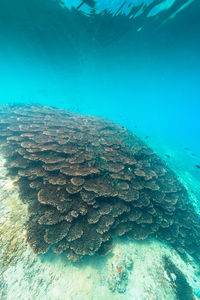 View of sea underwater