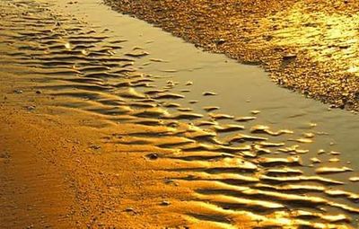 Reflection of trees in water