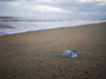 Surface level of seashell on shore at beach