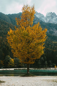 Yellow leaves on a tree on shore of lake in mountains at lake jasna in kranjska gora