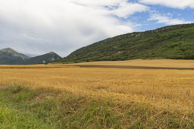 Scenic view of field against sky