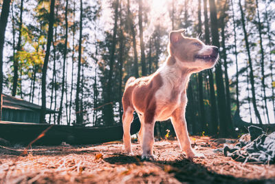 Dog standing on field