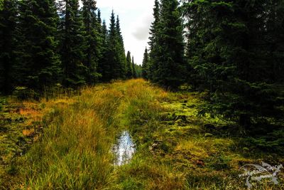Scenic view of forest