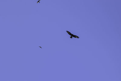 Low angle view of birds flying in sky