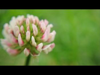 Close-up of flowers blooming outdoors