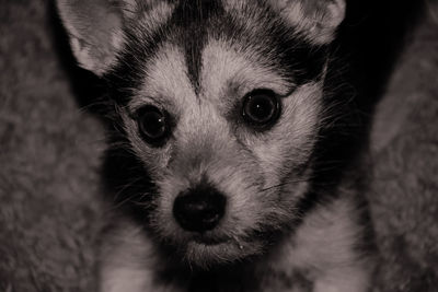 Close-up portrait of dog