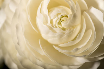 Close-up of white rose