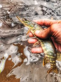 Close-up of hand holding fish in lake