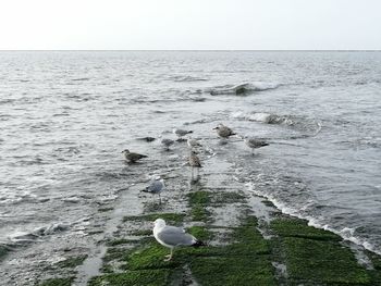 Seagulls on a sea