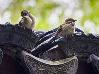 Sparrows perching on roof