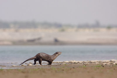 Side view of giraffe on beach